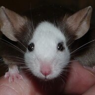 Jester
