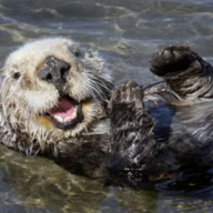 Otter
