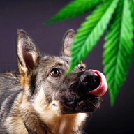 Dawgwalker