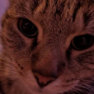 Asce