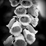 cornucopia