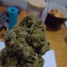 BigVinnieKush