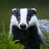 Badger