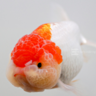 Goldfish420