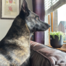 Josie04