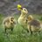 Gosling