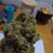 BigVinnieKush