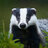 Badger