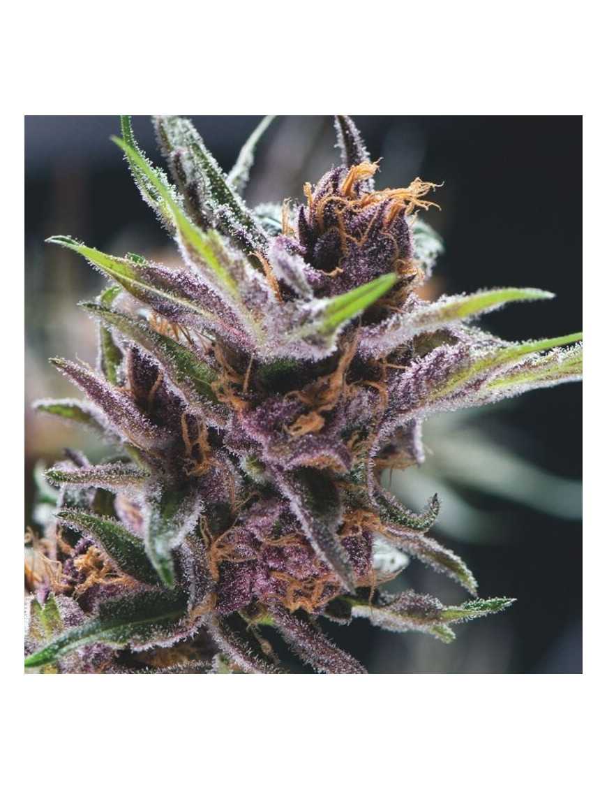 www.pyramidseeds.com