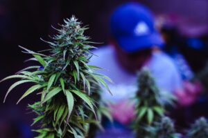 green-plant-closeup-300x200.jpg