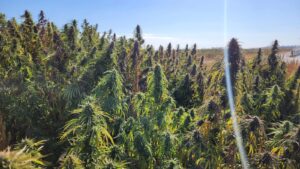 Hemp-crop-under-cultivation-300x169.jpg