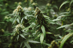 marijuana-flower-bud-300x200.jpg