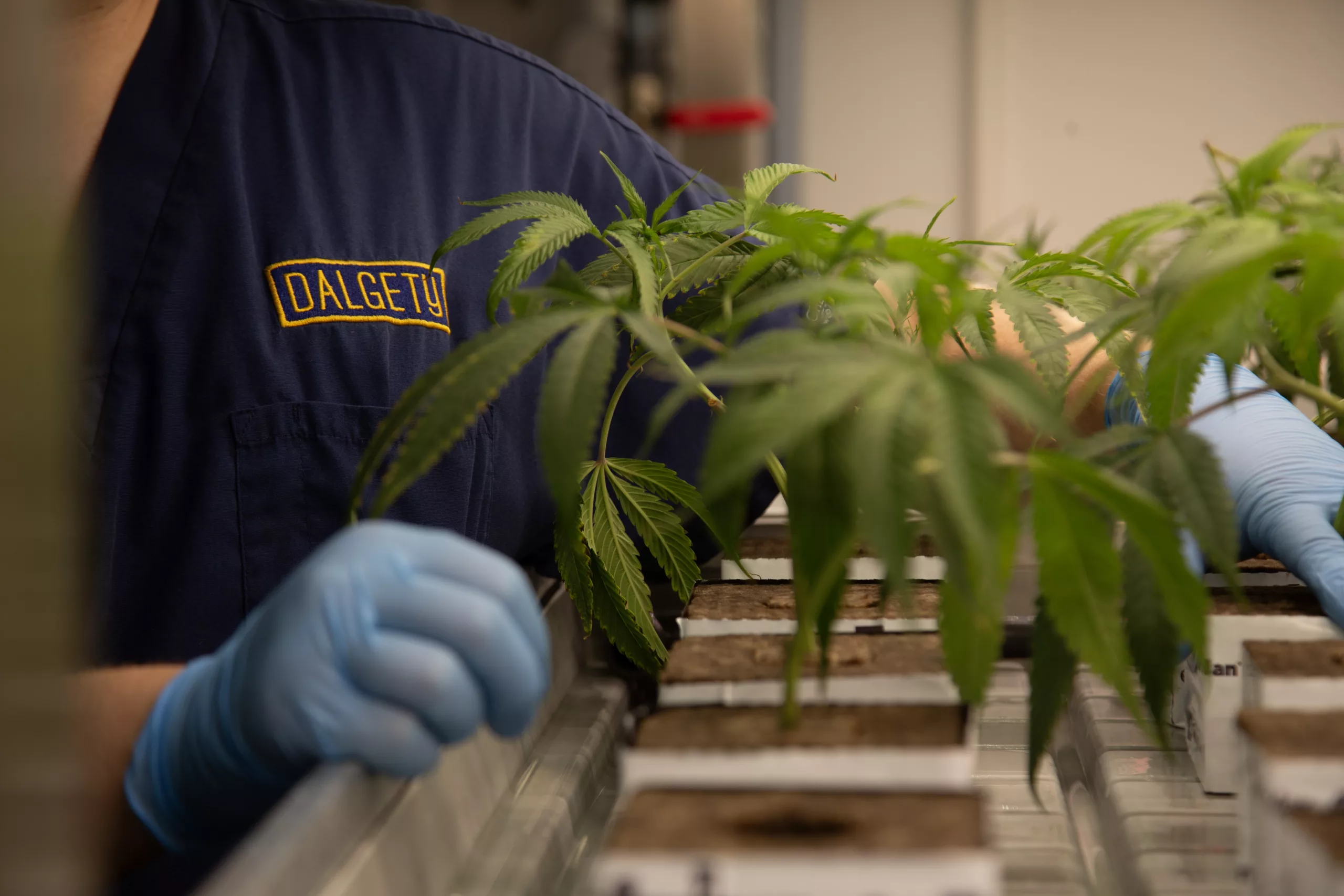 businessofcannabis.com