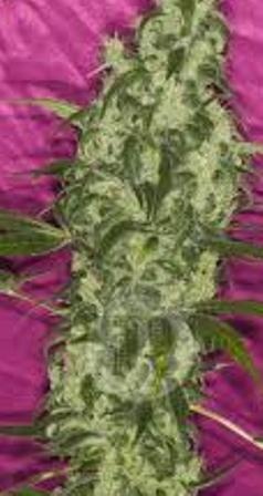 www.allbud.com